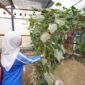Melalui program BRInita (Bertani di Kota), BRI terus melakukan wujud nyata dan bertanggung jawab sosial guna mendorong perbaikan ekosistem lingkungan. (Dok. BRI)